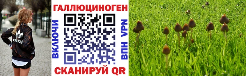 купить наркоту  Чехов  сайты даркнета наркотические препараты  Псилоцибиновые грибы прущие грибы 